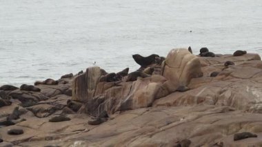 Güney Amerika kürk fokları, Arctocephalus australis, Cabo Polonio, Uruguay 'daki kayalıklarda yatıyor..