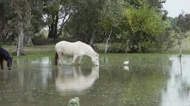 Άλογα Που Βόσκουν Και Στέκονται Βαθιά Νερά Μια Περιοχή Βάλτο — Αρχείο Βίντεο