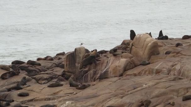 Група Південноамериканських Хутра Arctocephalus Australis Лежить Скелях Кабо Полоніо Уругвай — стокове відео