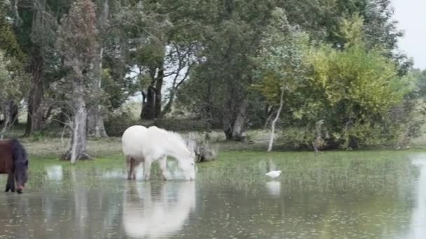 Kůň Pasoucí Stojící Hluboké Vodě Bažinaté Oblasti Nedaleko Cabo Polonio — Stock video