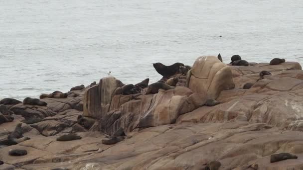 一群南美洲毛皮海豹Arctohead Australis躺在乌拉圭卡波波洛尼奥悬崖上 — 图库视频影像