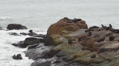 Güney Amerika kürk fokları grubu Arctocephalus australis Cabo Polonio, Uruguay 'daki Atlantik Okyanusu kıyısındaki uçurumlarda yatmaktadır..