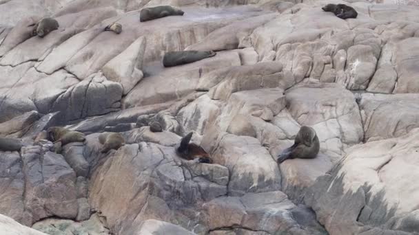 Gruppe Südamerikanischer Pelzrobben Arctocephalus Australis Liegt Den Klippen Der Atlantikküste — Stockvideo