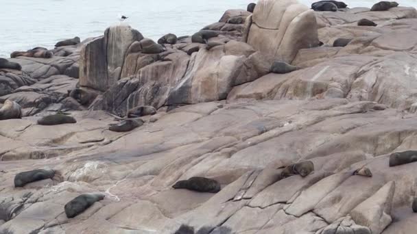 Група Південноамериканських Хутряних Печатки Arctocephalus Australis Лежить Скелях Узбережжя Атлантичного — стокове відео