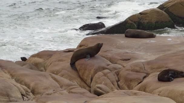 Groep Zuid Amerikaanse Pelsrobben Arctocephalus Australis Kliffen Van Cabo Polonio — Stockvideo