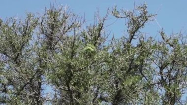 Yeşil papağan papağanları, Myiopsitta monachus, ayrıca tropikal bir ağaçtaki sosyal yuvalarında Quaker papağanı..
