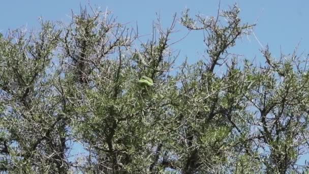 Yeşil Papağan Papağanları Myiopsitta Monachus Ayrıca Tropikal Bir Ağaçtaki Sosyal — Stok video