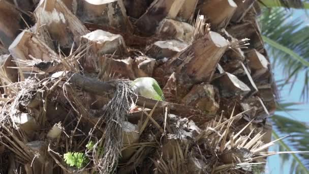 Зеленый Монах Попугай Myiopsitta Monachus Квакерский Попугай Общительном Гнезде Тропическом — стоковое видео
