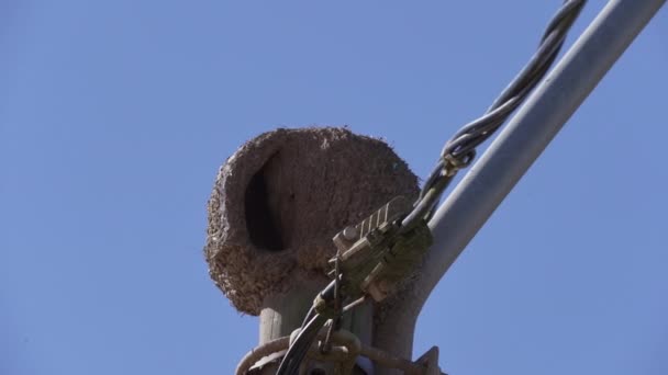 Hollow Nest Ovenbird Sitting Top Wooden Pole Clear Blue Sky — Stock Video