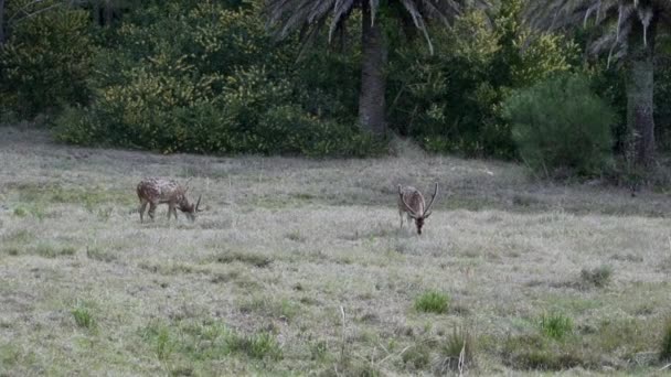 Ciervos Pastando Parque Nacional Santa Teresa Costa Norte Uruguay Cerca — Vídeo de stock