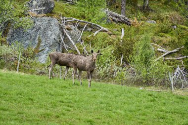 İskandinav geyiği boynuzlarıyla bir çayırda duruyor ve Norveç, İskandinavya 'da bir ormanın kenarında graning yapıyor..