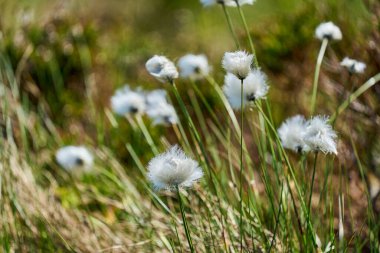 Norveç 'te kuş gözlemciliği için popüler bir seyahat yeri olan Runde Adası' nda tüylü pamuk çimenler yetişiyor..