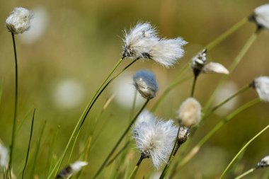 Norveç 'te kuş gözlemciliği için popüler bir seyahat yeri olan Runde Adası' nda tüylü pamuk çimenler yetişiyor..