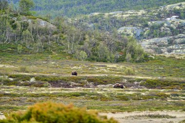 Muskox, Ovibos moschatus, standing in the subarctic tundra landscape of dovrefjell in the highlands of Norway clipart