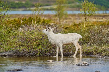 European Reindeer, Rangifer tarandus, also Caribou, standing in the tundra and browsing in highlands of Norway, Scandinavia clipart
