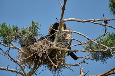 Büyük karabatak, Phalacrocorax carbo sinensis, güneşli bir günde Polonya 'daki küron tükürük yarımadasının tepesindeki ağaçta yuvalanan kolonilerinde oturuyor..