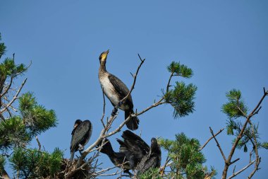 Büyük karabatak, Phalacrocorax carbo sinensis, güneşli bir günde Polonya 'daki küron tükürük yarımadasının tepesindeki ağaçta yuvalanan kolonilerinde oturuyor..