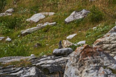 Dağ sıçanı ya da dağ sıçanı Fransız Alplerinde güneşleniyor ve dinleniyor..