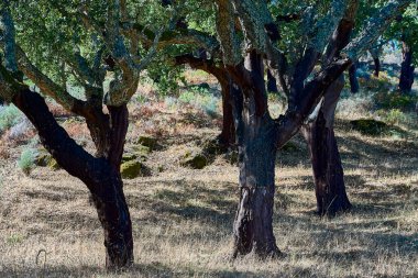 Portekiz 'in Alentejo bölgesinde şarap şişeleri için geleneksel tıpa yapımında kullanılan güzel ve çarpık meşe ağacı..