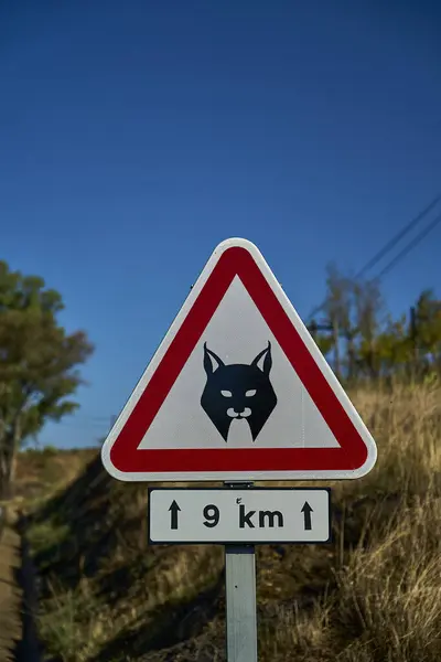 stock image red and white road warning sign of Iberian Lynx, Lynx pardinus, a Wild Cat Species Endemic to the Iberian Peninsula in Spain and Portugal, highly threatened and close to extinction.