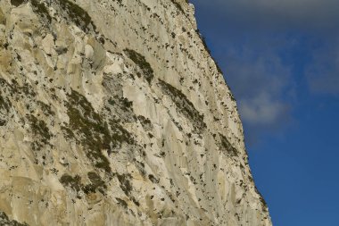 white cliffs of Dover along the coastline of Kent in England at the channel between France and Great Britain, are a famous rock formation of snow white chalk. clipart