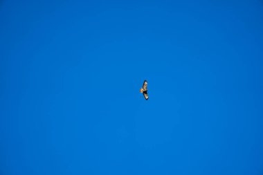 Yırtıcı kuş Raptor, açık mavi gökyüzüne doğru uçuyor..