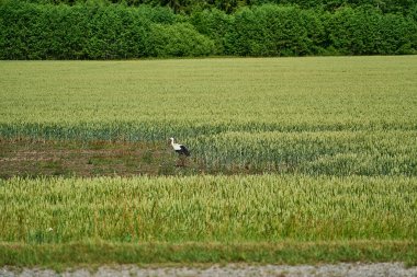 Kara ve beyaz leylek, ağustos böceği, Litvanya 'da, baltık devletlerinde, doğu Avrupa' da yemyeşil bir çayırda yürüyor, bir yaz günü, yerde yiyecek arıyor..