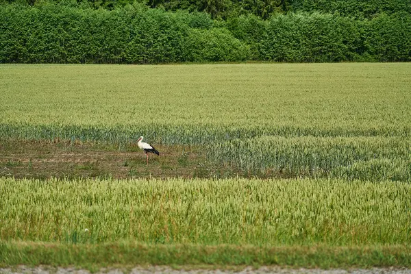 Kara ve beyaz leylek, ağustos böceği, Litvanya 'da, baltık devletlerinde, doğu Avrupa' da yemyeşil bir çayırda yürüyor, bir yaz günü, yerde yiyecek arıyor..
