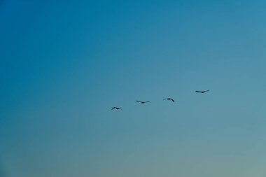 Büyük karabatak, Phalacrocorax carbo sinensis, güneşli bir günde Litvanya 'daki Curonian tükürük yarımadasının üzerinde gökyüzünde uçuyor..