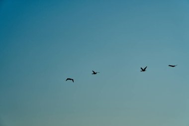 Büyük karabatak, Phalacrocorax carbo sinensis, güneşli bir günde Litvanya 'daki Curonian tükürük yarımadasının üzerinde gökyüzünde uçuyor..