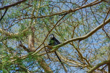 Afrika 'da safariler için popüler bir seyahat merkezi olan Kenya' daki Naivasha Gölü 'ndeki bir Acacia ağacında oturan siyah ve beyaz kolobus maymunu..