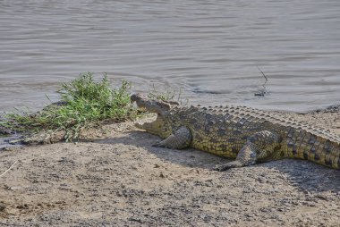 Büyük Nil timsahları, Timsah niloticus, Maasai Mara ve Serengeti 'deki yıllık Grat göçü sırasında Mara Nehri kıyısında yatıyorlar..