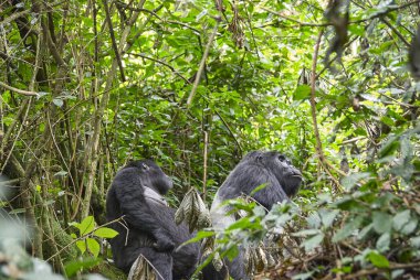 Ünlü dağ gorilleri, nesli tükenmekte olan türler, Uganda, Ruanda, Doğu Afrika 'daki Virunge Volkanları yakınlarındaki yağmur ormanlarının yoğun ormanlarında saklanıyorlar..