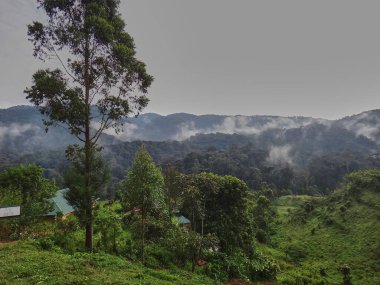 Uganda 'daki Rwenzori dağlarının tropikal yağmur ormanlarının tepesinde bulutlu bir günde ekvator yakınlarında sis yükseliyor..