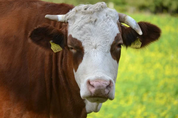 牧场里一头穿着白色和棕色衣服的奶牛 — 图库照片