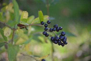 Yeşil yapraklı bir dalda kırmızı üzümler