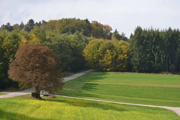 Landschaft Mit Grünen Bäumen Und Wiesen Kulturland — Stockfoto
