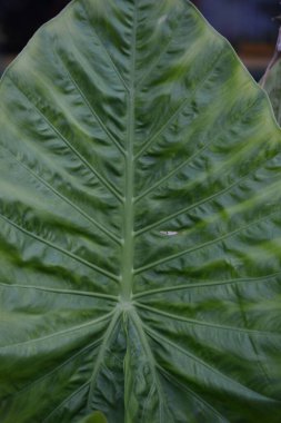 Büyük damarlı yeşil yaprak