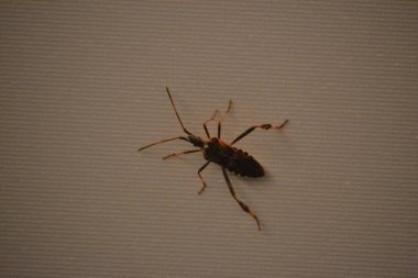 Duvardaki 6 bacaklı ve dokunaçlı böcek.