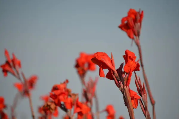 Rode Bloemen Veel Van Dezelfde Soort Buiten Het Midden Van — Stockfoto