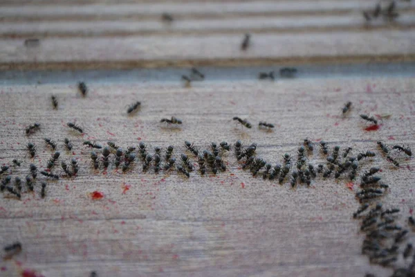 Mrówki Ustawione Kolejce Zbierania Żywności Wiele Małych Mrówek — Zdjęcie stockowe