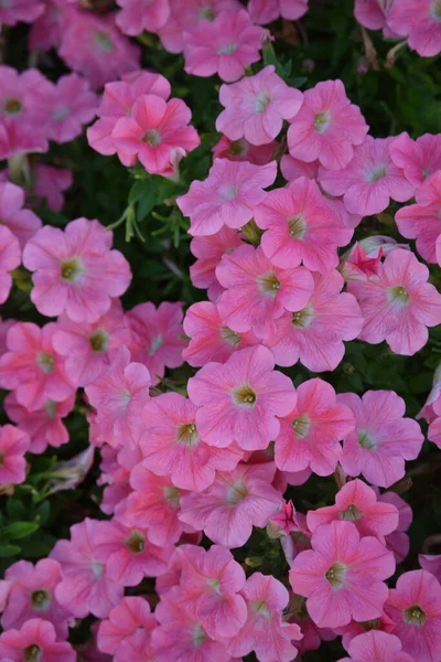 Roze Bloemen Meerdere Een Bloembed — Stockfoto