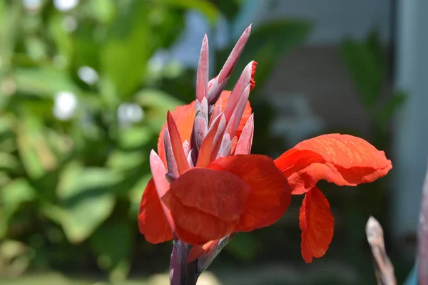 Flor Vermelha Closeup Com Folhas Vermelhas Fundo Verde — Fotografia de Stock