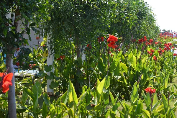 Κόκκινα Λουλούδια Ένα Καταπράσινο Περιβάλλον Έξω Από Πάρκο — Φωτογραφία Αρχείου