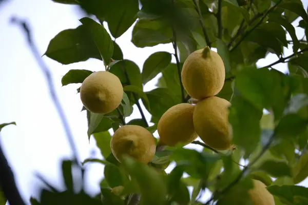 Lemons Still Fresh Branch Five Fresh Lemons — Stock Photo, Image