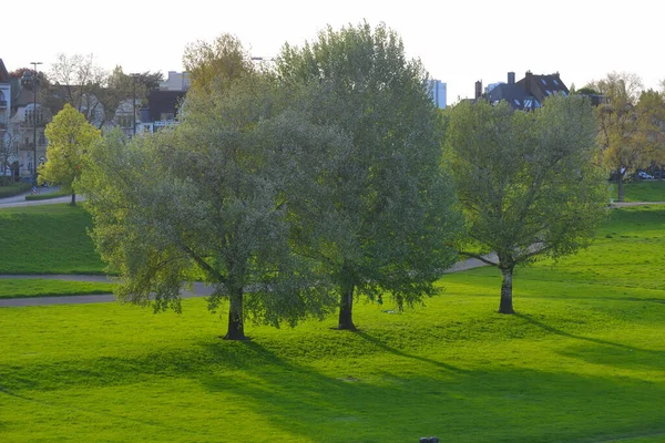 在绿地上有许多绿叶的树 — 图库照片