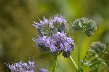 Sapında leylak olan bir çiçek.