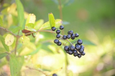 Bir sürü küçük böğürtlenli bir dal