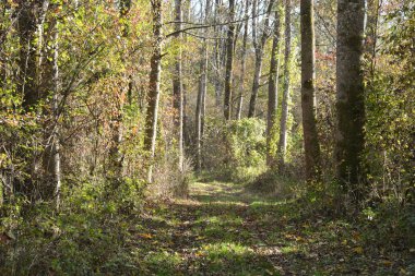 Yeşil ağaçların arasında bir orman yolu