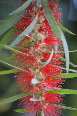 Narin yeşil yapraklı kırmızı bir çiçek